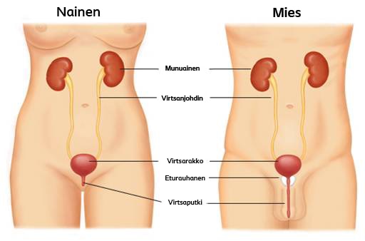 Virtsaongelmat johtuvat tavallisimmin virtsaelinten vajaatoiminnasta.